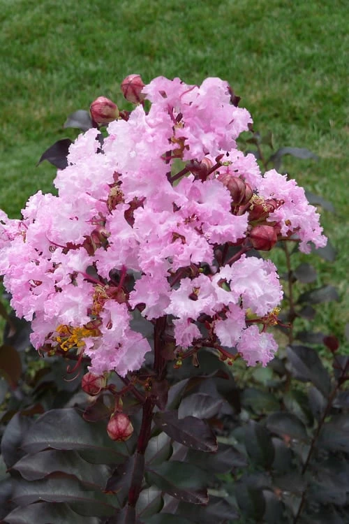 Rhapsody In Pink Crape Myrtle - 1 Gallon Pot - Image 4