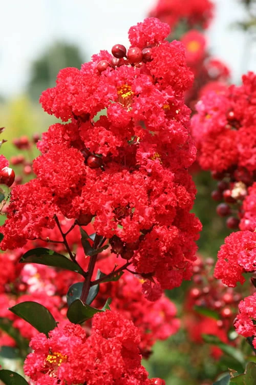 Ruffled Red Magic Crape Myrtle - 3 Gallon Pot