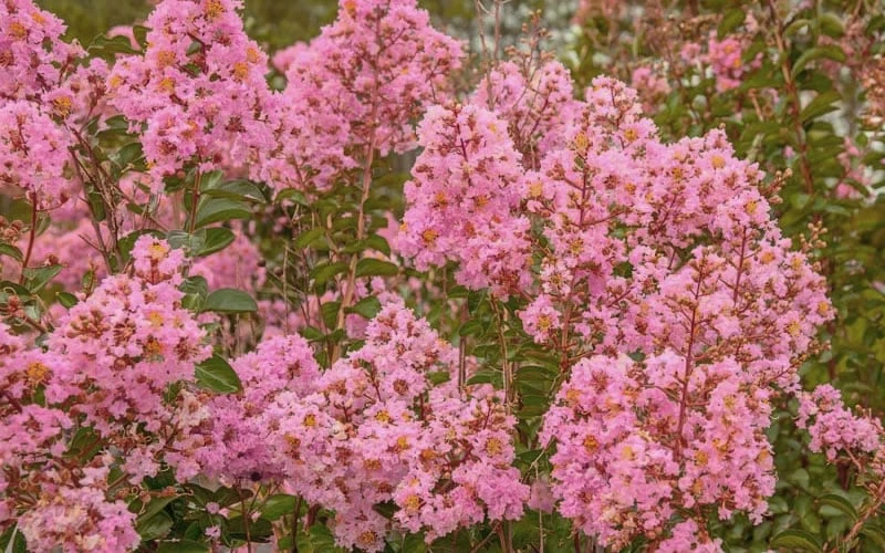 Sioux Pink Crape Myrtle - 6 Pack Of 1 Gallon Pots - Image 4