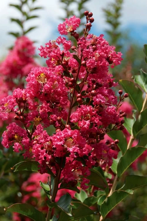 Tonto Red Crape Myrtle - 3 Gallon Pot - Image 4