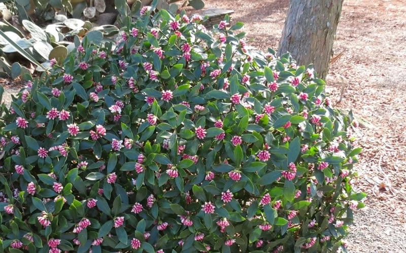 Greenleaf Pink Winter Daphne - 3 Gallon Pot - Image 4