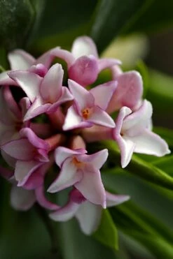 Zuiko Nishiki Winter Daphne Odora - 2 Gallon Pot