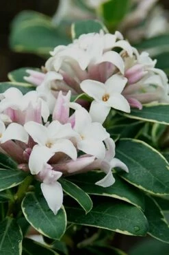 Summer Ice Daphne - 5 Gallon Pot