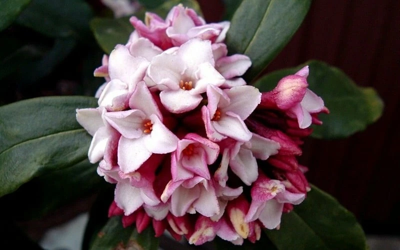 Greenleaf Pink Winter Daphne - 3 Gallon Pot - Image 5
