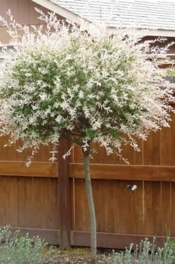 Variegated Dappled Willow Tree - Salix Integra 'Hakuro Nishiki' - 1 Gallon Pot - Tree Form