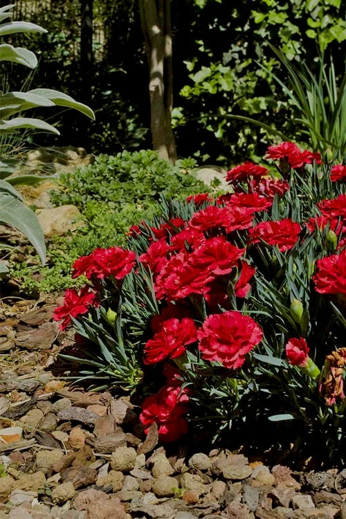 Super Trouper Velvet Red Dianthus (Carnation) - 5 Pack Of Quart Pots - Image 4