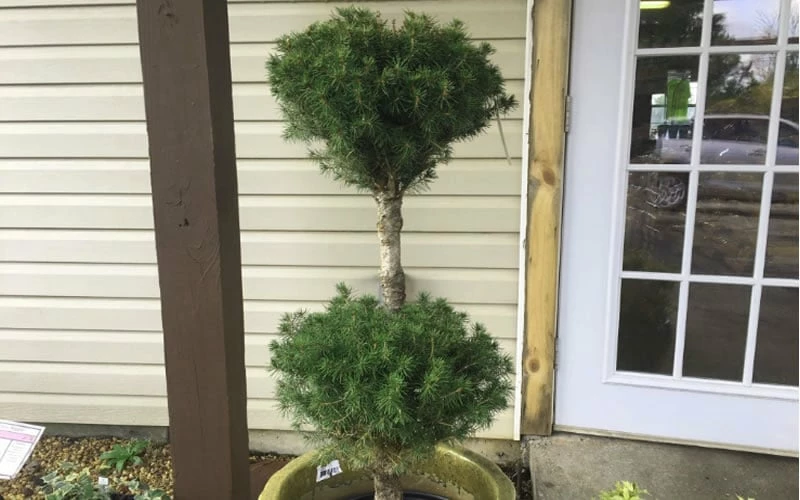 Poodle Tier Dwarf Alberta Spruce Topiary - 2 Gallon Pot - Image 4