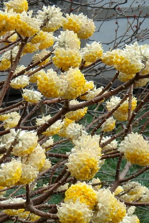 Winter Gold Edgeworthia Chrysantha - Paper Bush - 3 Gallon Pot - Image 4