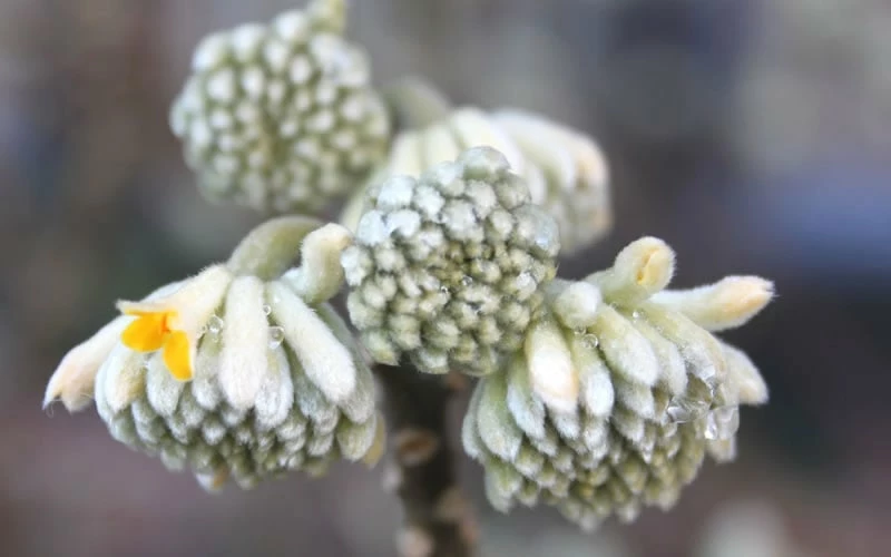 Winter Gold Edgeworthia Chrysantha - Paper Bush - 3 Gallon Pot - Image 9