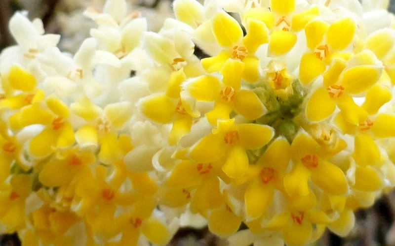 Winter Gold Edgeworthia Chrysantha - Paper Bush - 3 Gallon Pot - Image 10