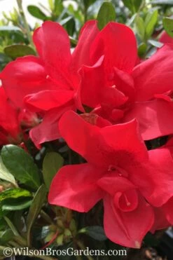 Autumn Bonfire Encore Azalea - 3 Gallon Pot
