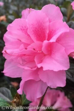 Autumn Carnation Encore Azalea - 1 Gallon Pot