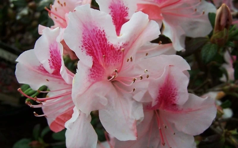 Autumn Chiffon Encore Azalea - 1 Gallon Pot - Image 4