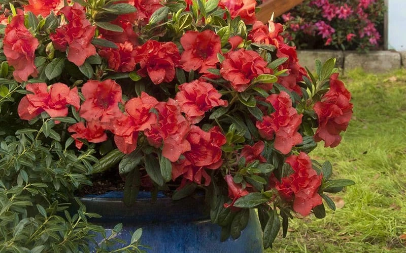 Autumn Embers Encore Azalea - 6 Pack Of 1 Gallon Pots - Image 6