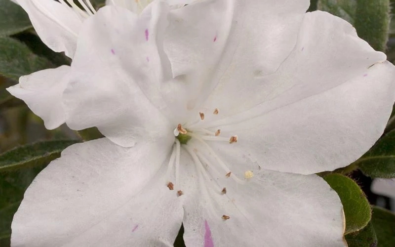 Autumn Lily Encore Azalea - 1 Gallon Pot - Image 4