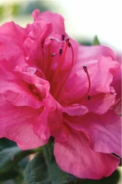 Autumn Rouge Encore Azalea - 6 Pack Of 1 Gallon Pots