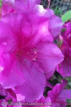 Autumn Royalty Encore Azalea - 3 Gallon Pot