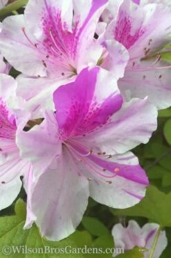 Autumn Twist Encore Azalea - 6 Pack Of 1 Gallon Pots