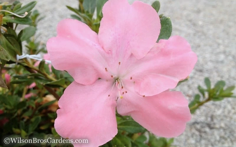 Autumn Debutante Encore Azalea - 6 Pack Of 1 Gallon Pots - Image 4