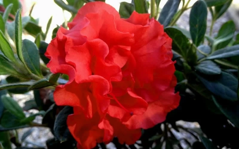 Autumn Embers Encore Azalea - 6 Pack Of 1 Gallon Pots - Image 4