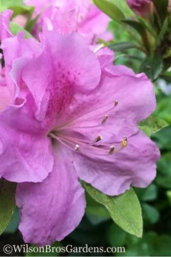 Autumn Lilac Encore Azalea - 6 Pack Of 1 Gallon Pots