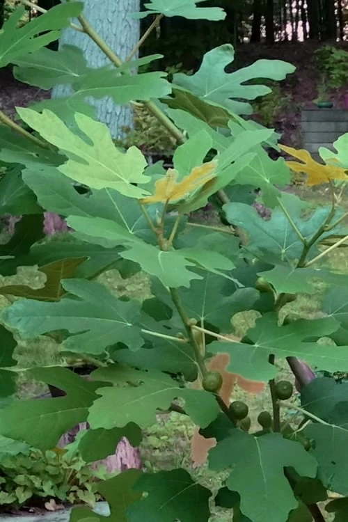 Texas Everbearing Fig Tree - 6 Pack Of 1 Gallon Pots - Image 7