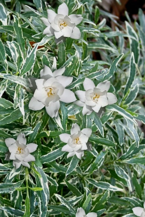 Variegated Creeping Dwarf Gardenia - 1 Gallon Pot