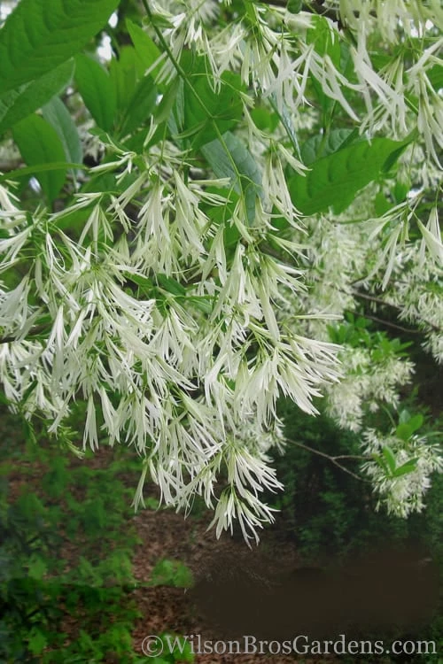 Grancy Graybeard - White Fringe Tree - 3 Gallon Pot - Image 6