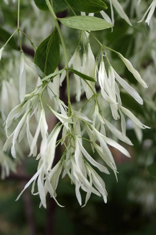 Grancy Graybeard - White Fringe Tree - 3 Gallon Pot - Image 5