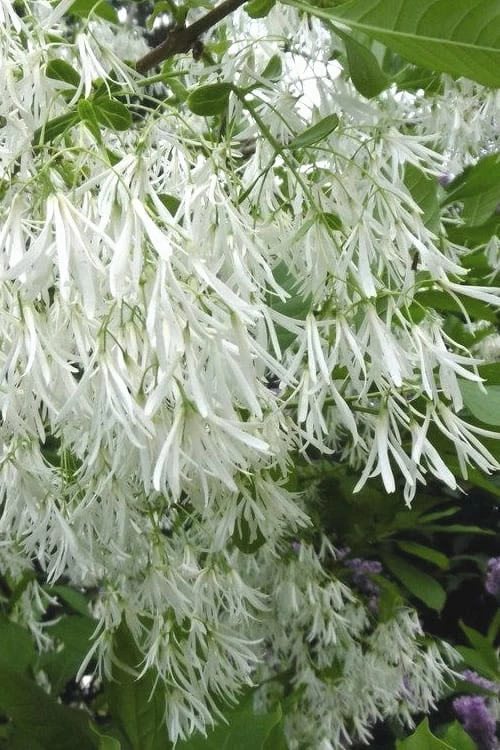 Grancy Graybeard - White Fringe Tree - 3 Gallon Pot