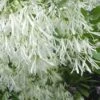 Grancy Graybeard - White Fringe Tree - 7 Gallon Pot (2-3')