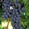 Concord Grape Vine - 3 Gallon Pot