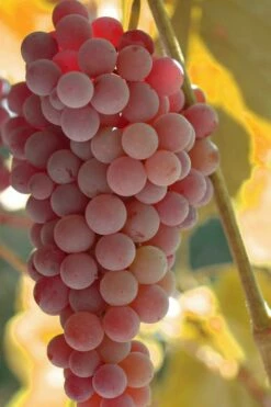 Reliance Red Seedless Grape Vine - 2 Gallon Pot