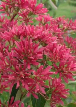 Temple Of Bloom Seven-son Flower (Heptacodium Miconioides) - 1 Gallon Pot