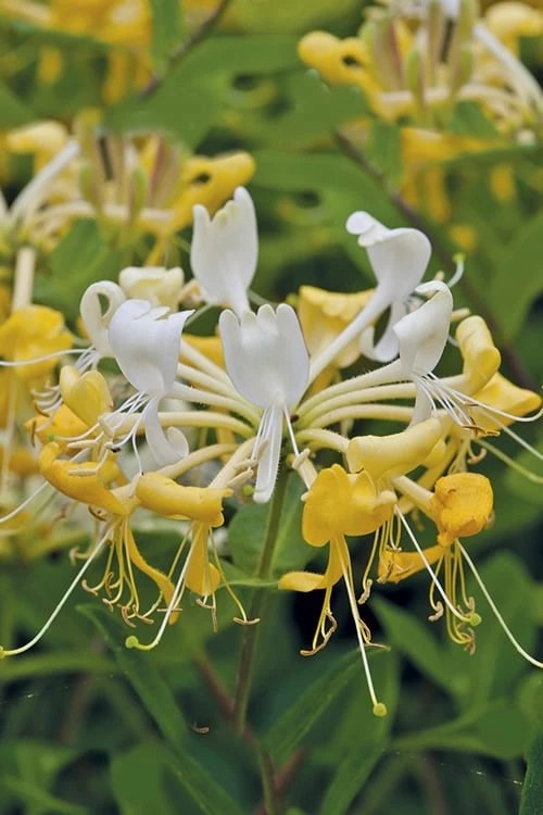 Scentsation Fragrant Yellow Honeysuckle - Lonicera Periclymenum - 3 Gallon Pot - Image 4