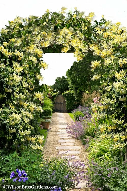 Scentsation Fragrant Yellow Honeysuckle - Lonicera Periclymenum - 3 Gallon Pot - Image 5