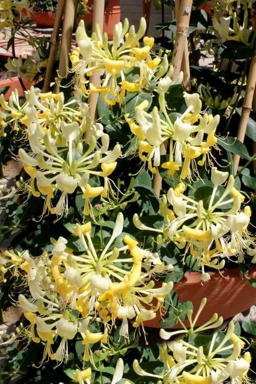 Scentsation Fragrant Yellow Honeysuckle - Lonicera Periclymenum - 3 Gallon Pot - Image 8