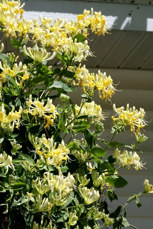 Scentsation Fragrant Yellow Honeysuckle - Lonicera Periclymenum - 3 Gallon Pot - Image 7