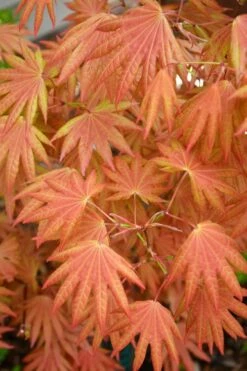 Autumn Moon Japanese Maple - 3 Gallon Pot (3-3.5')