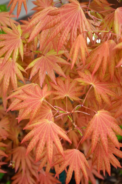 Autumn Moon Japanese Maple - 2 Gallon Pot