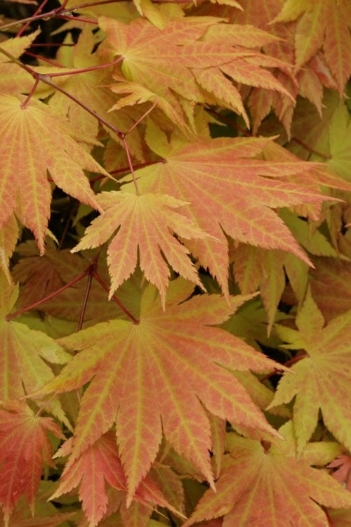 Autumn Moon Japanese Maple - 2 Gallon Pot - Image 4
