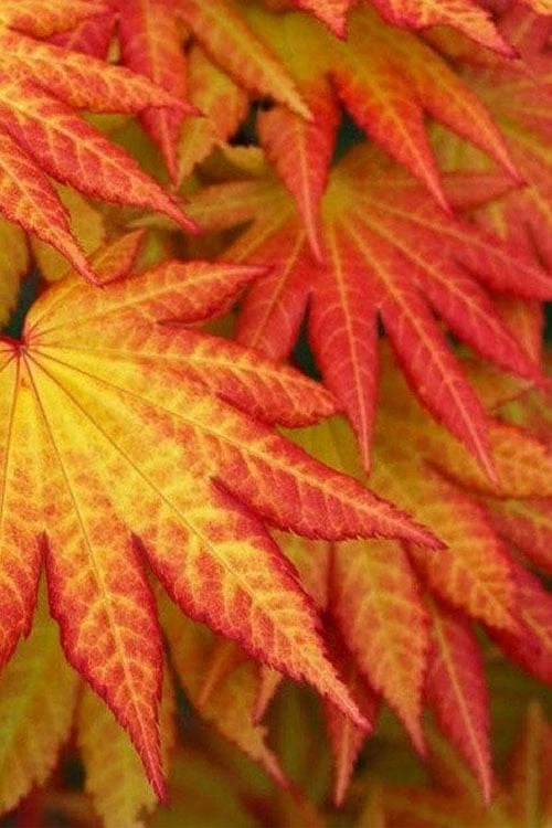 Autumn Moon Japanese Maple - 5 Gallon Pot (3-4') - Image 5