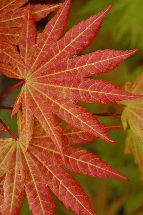Autumn Moon Japanese Maple - 5 Gallon Pot (3-4') - Image 6