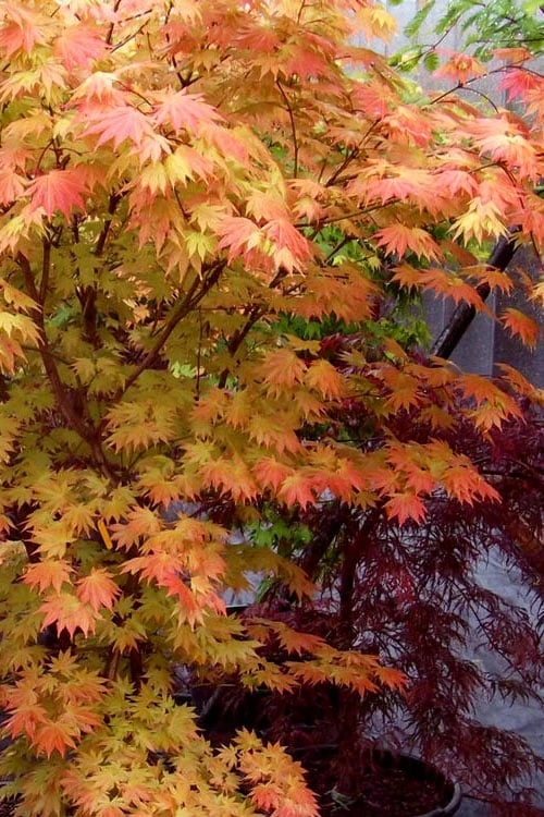 Autumn Moon Japanese Maple - 5 Gallon Pot (3-4') - Image 7