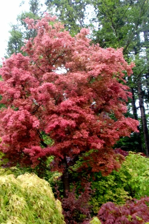 Beni Fushigi Japanese Maple - 1 Gallon Pot - Image 6