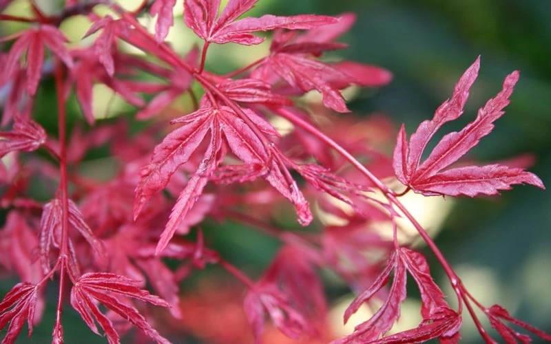 Beni Fushigi Japanese Maple - 1 Gallon Pot - Image 4