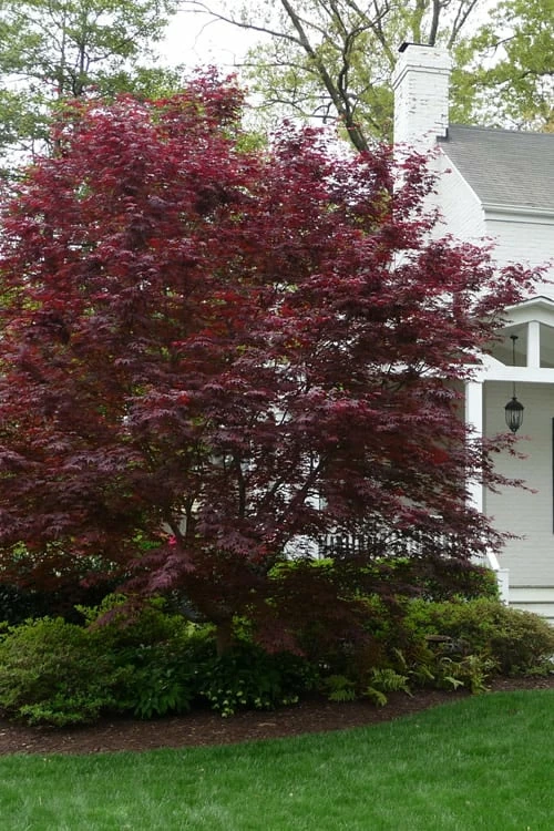 Bloodgood Red Leaf Japanese Maple - 5 Gallon Pot (4-5') - Image 4