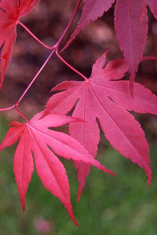 Bloodgood Red Leaf Japanese Maple - 5 Gallon Pot (6-7') - Image 7