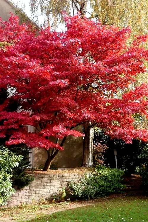 Bloodgood Red Leaf Japanese Maple - 5 Gallon Pot (6-7') - Image 6