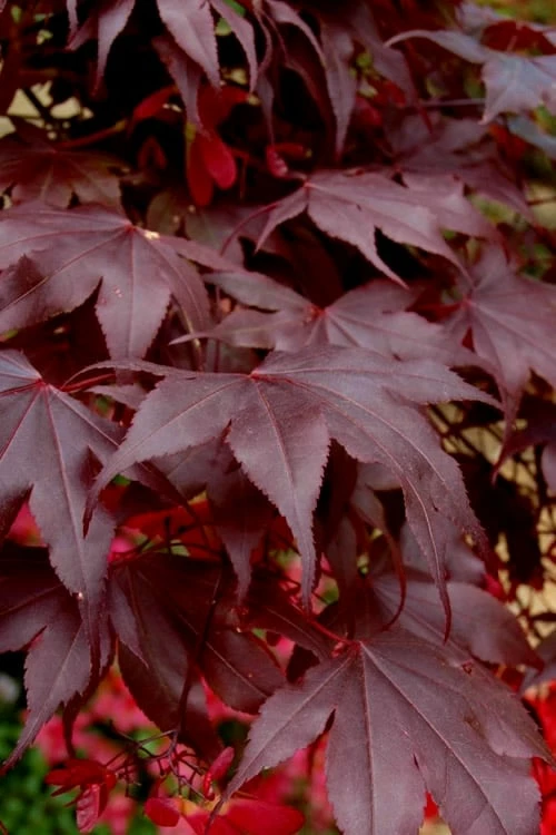 Bloodgood Red Leaf Japanese Maple - 5 Gallon Pot (2-3') - Image 5